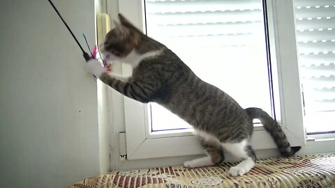 I Am a Very Stubborn Cat and I Love to Rip Toys