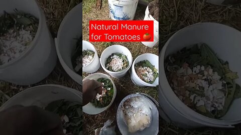 How to prepare Natural Manure for Tomatoes | #shorts #short #shortvideo #shortsvideo #shortsfeed