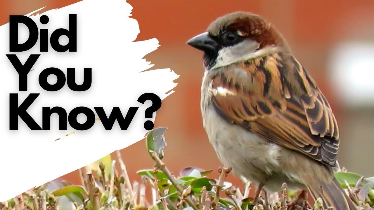 Things you need to know about HOUSE SPARROWS!