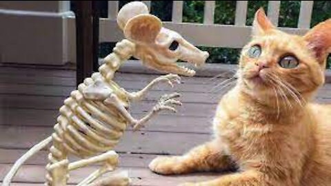 Cute And Funny Pets - Try Not To Laugh #1