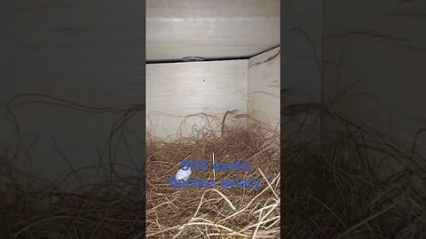 Blue Gouldian breeding