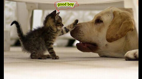 #funny #cute ❤ #cats and #dogs 🐶🐱 part 5