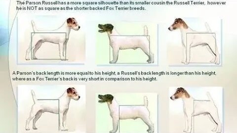 Analysis DOG BREEDS W/ SQUARED BUILD: shortened back length Show Vs Go Terriers Schnauzers Pinschers