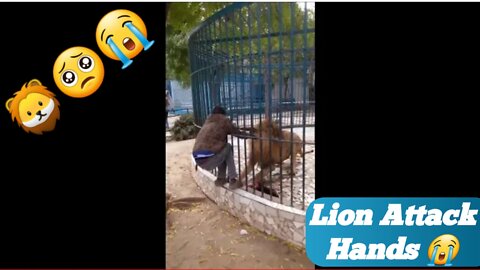 Lion Attack 🥺😲