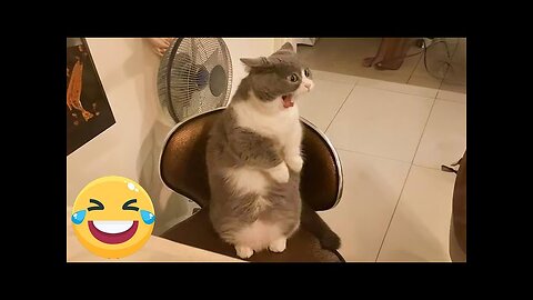 WORLD BEST FUNNIEST🤣 Dog vs men 🤣 funny video> Don't Try Laughing 🤣 clips