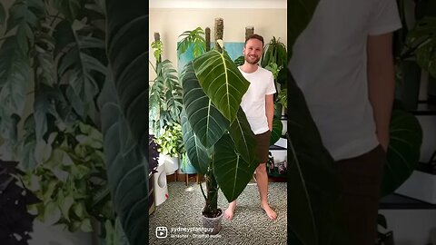 Check out my plant spotlight to learn all about my #philodendronglorious