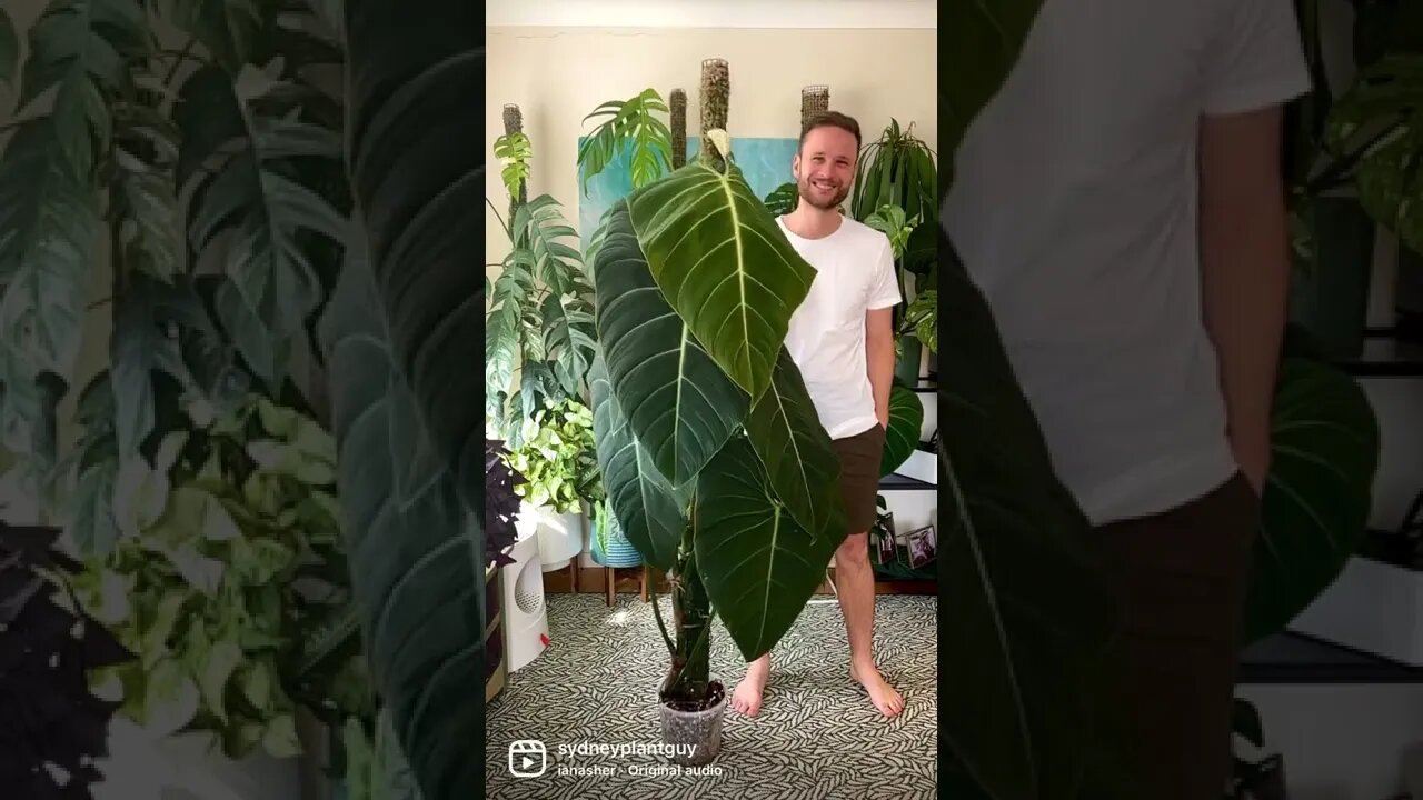 Check out my plant spotlight to learn all about my #philodendronglorious