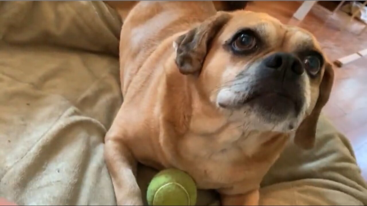 Paralyzed dog still loves to play fetch