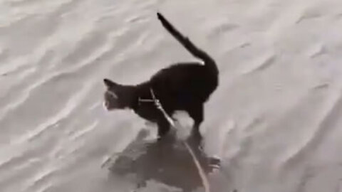 Cat thinks he can walk on water