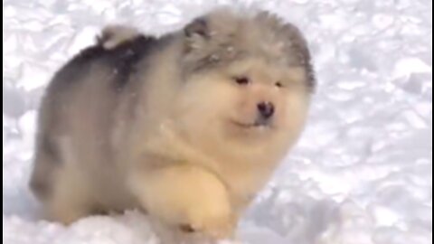 cute dog having fun in the snow