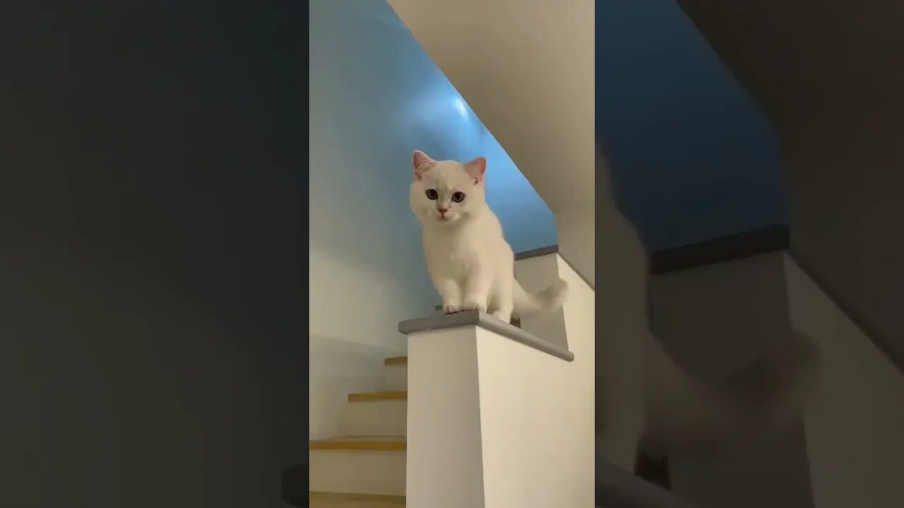 Funny cat #shorts #youtubeshorts