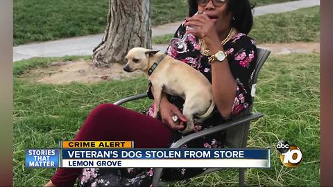 Veteran's dog stolen from Lemon Grove market