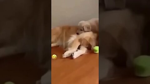 Cute Cat Compilation Funny Pet Videos 😽 Funny Baby Cat Videos 😈 Adorable Pets Videos #shorts
