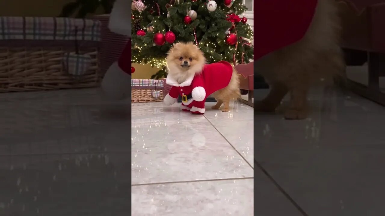 😂 cute dog video 😂, part 109 #shorts