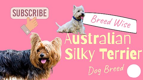 Discover the Joy of Australian Silky Terriers: A Guide to Training, Health, and Companionship