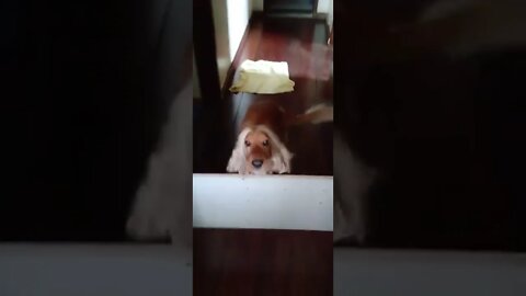 dog , shorts