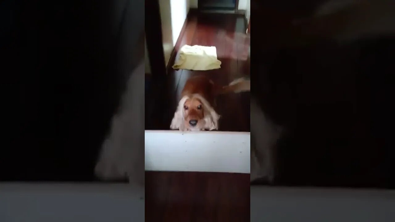 dog , shorts
