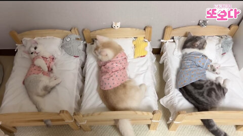 Sleeping baby Cat video