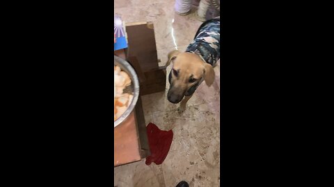 Simon waiting for food.
