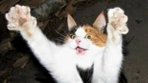 Funny animals - Funny cats / dogs - Funny animal videos Funniest ANIMAL Videos Ever!