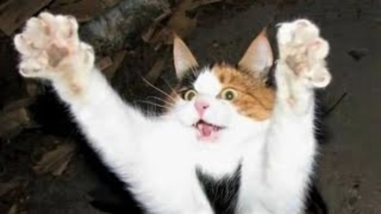Funny animals - Funny cats / dogs - Funny animal videos Funniest ANIMAL Videos Ever!