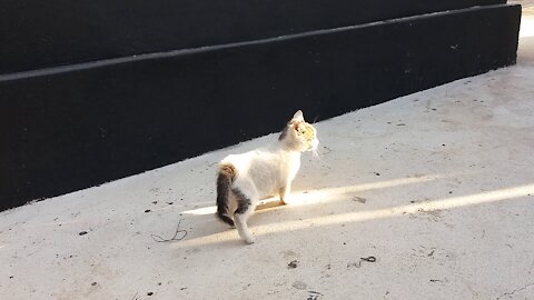 Cat refreshing in the morning light.(49day old cat - part1)