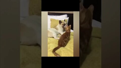 Best Friends :X :X :X #shorts #cats #dogs #funny #like #subscribe