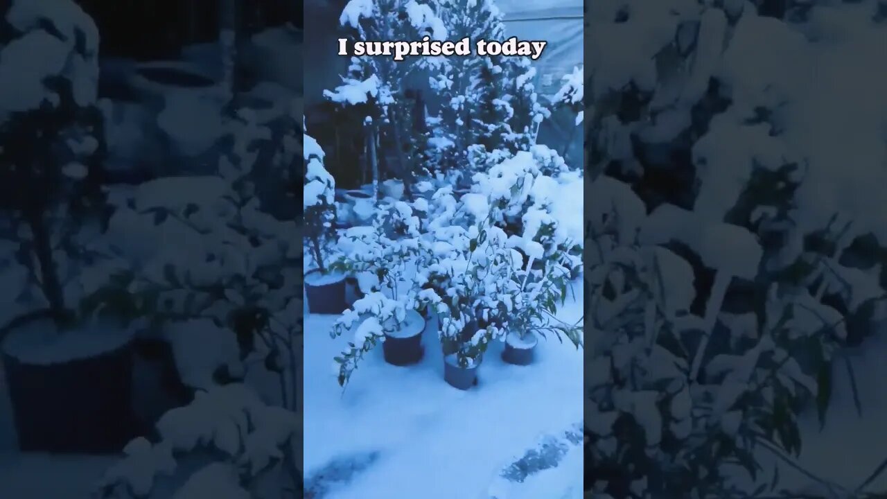 #shorts today is snowing in my #greenhouse. #houseplants
