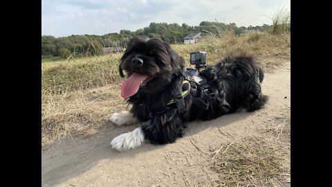 Walking with my dog on a dyke