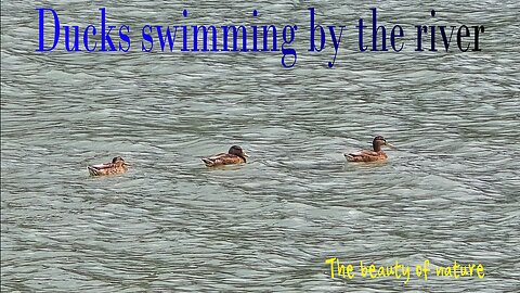 Ducks swimming by the river / Beautiful ducks swimming by the river.