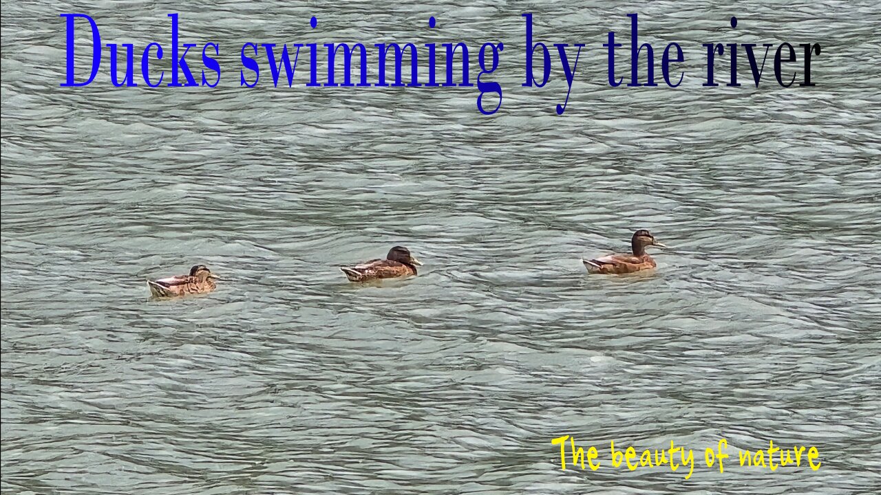 Ducks swimming by the river / Beautiful ducks swimming by the river.