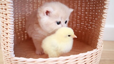 Adorable Kittens and a little cute duck.