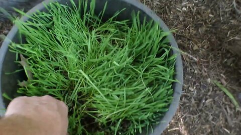 Healthy treats for my chickens: sprouted wheatgrass.