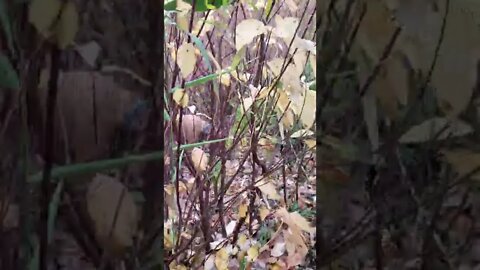 dog is sniffing for turtles