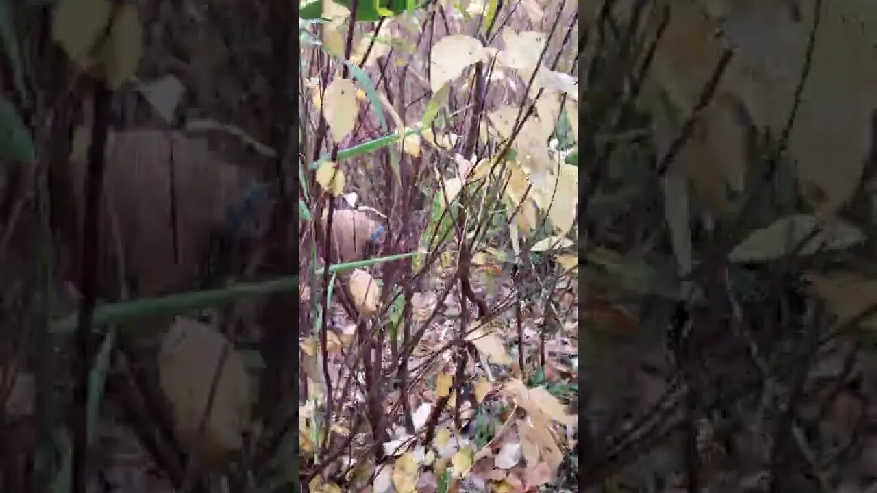 dog is sniffing for turtles