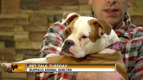 Pet Talk Tuesday - Changes in Your Pet's Environment