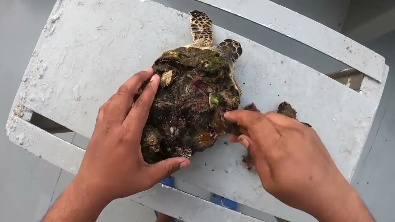 Rescue Sea Turtle Removing Barnacles From a Poor Sea Turtle | animals, Nature, turtles, ocean, ASM-5