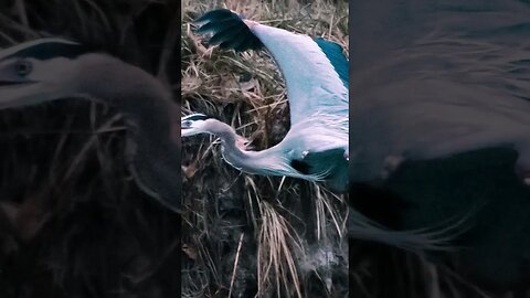 Epic Great Blue Herons in the Rain