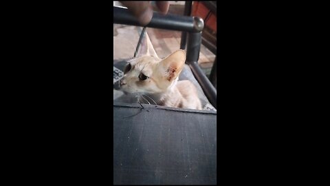 My cat is jealous of me funny video