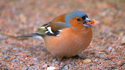 Peanut Trouble with Colorful Eurasian Chaffinch Male