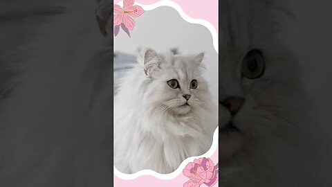 Cat Love 😍 Cute Cat Video #shorts #cats