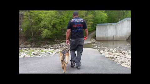 DingDon! Useful DogTraining - German Shepherd Aggression Issues