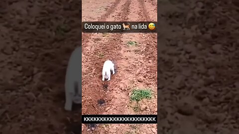 achei meu gato #shorts #viral #roça