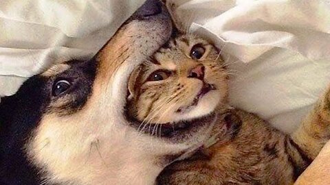 Funny cats | Funny Dogs | Funny Animal Videos | Hillarious Pets | Adorable Pets | Kitten | Puppy