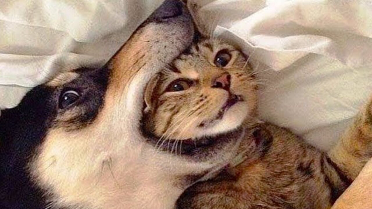 Funny cats | Funny Dogs | Funny Animal Videos | Hillarious Pets | Adorable Pets | Kitten | Puppy