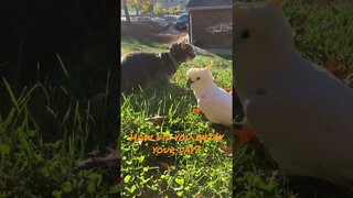 They love each other 💜#cutepets #shorts #parrot #cockatoo #cat #love #fall