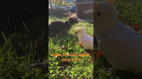 They love each other 💜#cutepets #shorts #parrot #cockatoo #cat #love #fall