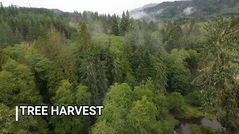 Tree Harvest Time - Taken with the #djimini3
