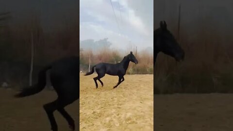Marwari Horse of India