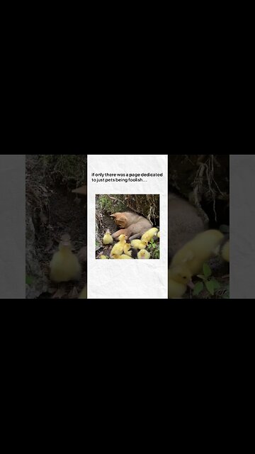 Cute pet video animals.